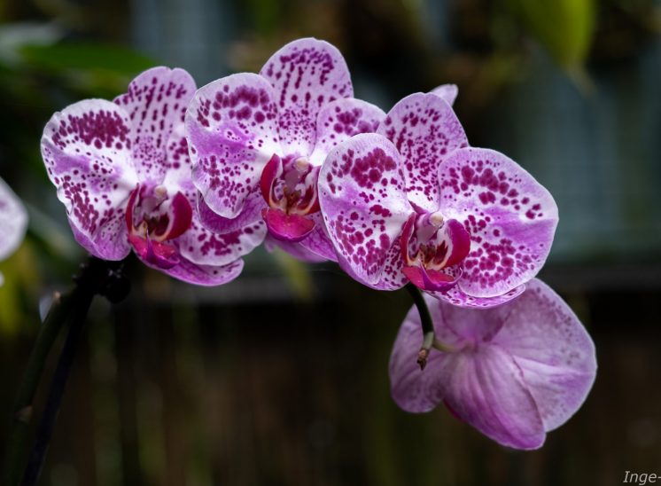 Orchideeën hoeve